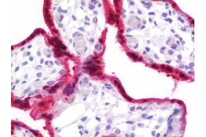 Anti-BPGM antibody IHC staining of human placenta. (BPGM anticorps  (AA 1-246))