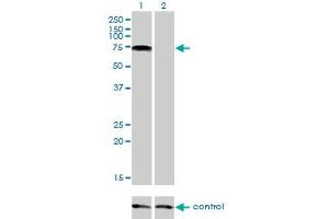 Western blot analysis of PIAS2 over-expressed 293 cell line, cotransfected with PIAS2 Validated Chimera RNAi (Lane 2) or non-transfected control (Lane 1). (PIAS2 anticorps  (AA 385-473))
