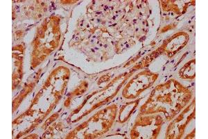 IHC image of ABIN7175349 diluted at 1:300 and staining in paraffin-embedded human kidney tissue performed on a Leica BondTM system.