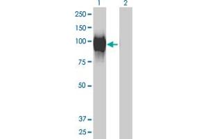 Western Blot analysis of GALNT6 expression in transfected 293T cell line by GALNT6 monoclonal antibody (M01), clone 4C10. (GALNT6 anticorps  (AA 523-622))