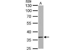 WB Image TMEM59 antibody detects TMEM59 protein by Western blot analysis.
