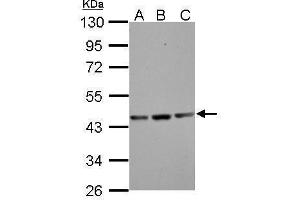 WB Image Sample (30 ug of whole cell lysate) A: NIH-3T3 B: JC C: BCL-1 10% SDS PAGE antibody diluted at 1:1000