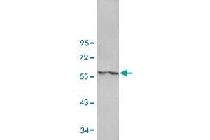 Western blot analysis of human fetal lung tissue lysate with ANGPT4 polyclonal antibody  at 1:500 dilution. (Angiopoietin 4 anticorps)