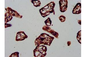 IHC image of ABIN7150492 diluted at 1:1000 and staining in paraffin-embedded human placenta tissue performed on a Leica BondTM system.