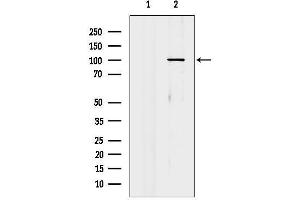 anti-Piwi-Like 1 (PIWIL1) (Internal Region) antibody