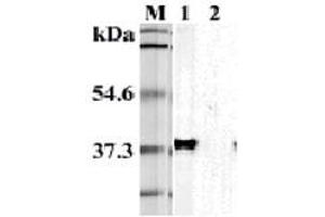Western blot analysis using anti-TIM-3 (mouse), mAb (TI 339H)  at 1:5'000 dilution. (TIM3 anticorps)
