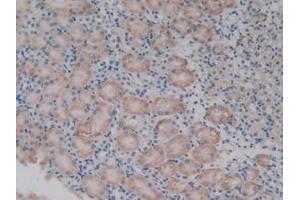 IHC-P analysis of Mouse Kidney Tissue, with DAB staining. (PDHX anticorps  (AA 222-471))