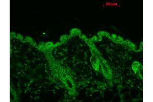 Immunohistochemistry analysis using Mouse Anti-Hsp90 Monoclonal Antibody, Clone 4F3.