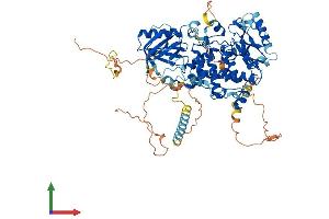 AlphaFold protein structure predicition of Human Recombinant MTMR12 Protein, UniprotID Q9C0I1