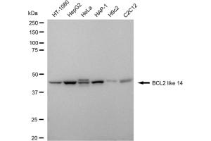 Western blotting analysis using BCL2 like 14 antibody (ABIN7797754).