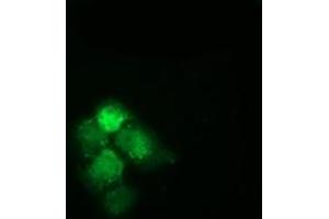 Anti-HSPA6 mouse monoclonal antibody (ABIN2453154) immunofluorescent staining of COS7 cells transiently transfected by pCMV6-ENTRY HSPA6 (RC207795).