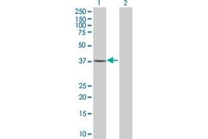 Lane 1: ARG1 transfected lysate ( 34. (ARG1 293T Cell Transient Overexpression Lysate(Denatured))