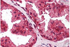 Human Prostate (formalin-fixed, paraffin-embedded) stained with PLEKHA8 antibody ABIN337060 at 2. (PLEKHA8 anticorps  (AA 428-440))
