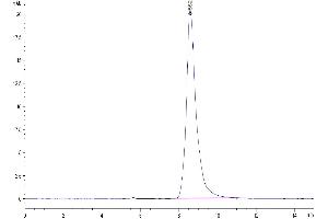 The purity of Mouse TGF-alpha is greater than 95 % as determined by SEC-HPLC.