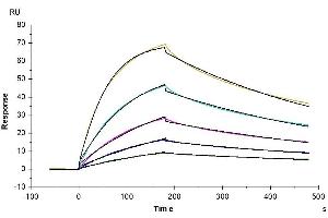 Human IFN alpha/beta R2, His Tag captured on CM5 Chip via anti-his antibody can bind Human IFN alpha 1, hFc Tag with an affinity constant of 11.