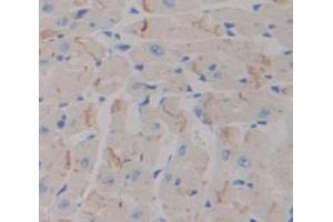 IHC-P analysis of Mouse Tissue, with DAB staining. (Neuropilin 1 anticorps  (AA 27-141))