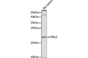 Western blot analysis of extracts of rat spleen, using YPEL3 antibody (ABIN7271421) at 1:1000 dilution. (YPEL3 anticorps  (AA 1-119))