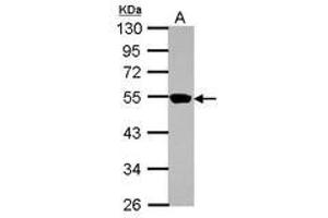 Image no. 1 for anti-Zinc Finger Protein 597 (ZNF597) (AA 174-415) antibody (ABIN1501851) (ZNF597 anticorps  (AA 174-415))