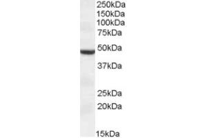 Image no. 1 for anti-Transmembrane Protease, serine 4 (TMPRSS4) (AA 245-257), (Internal Region) antibody (ABIN375124) (TMPRSS4 anticorps  (Internal Region))