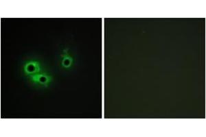 Immunofluorescence analysis of COS7 cells, using AGR3 Antibody. (AGR3 anticorps  (AA 1-50))