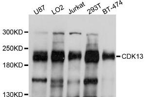Western blot analysis of extracts of various cell lines, using CDK13 antibody (ABIN5997418) at 1/1000 dilution. (CDK13 anticorps)