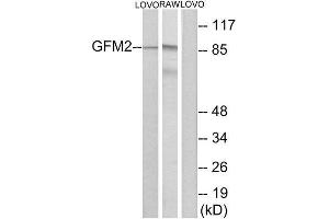 Western Blotting (WB) image for anti-G Elongation Factor, Mitochondrial 2 (GFM2) (Internal Region) antibody (ABIN1851286) (GFM2 anticorps  (Internal Region))