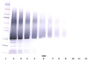 Western Blot (Unreduced) using IGFBP5 Antibody Cat.