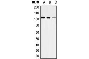Western blot analysis of USP35 expression in HEK293T (A), Raw264.