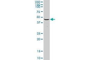 MRPS27 MaxPab rabbit polyclonal antibody.
