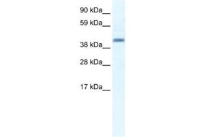 Western Blotting (WB) image for anti-Annexin A7 (ANXA7) antibody (ABIN2461376) (Annexin VII anticorps)