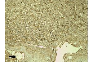 (ABIN7505819) (4 μg/mL) staining of paraffin embedded Human Kidney.