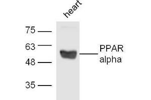 Mouse heart lysates probed with Rabbit Anti-PPAR alpha Polyclonal Antibody, Unconjugated  at 1:500 for 90 min at 37˚C.