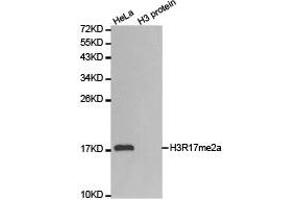 Western blot analysis of extracts of HeLa cell line and H3 protein expressed in E. (Histone 3 anticorps  (H3R17me2a))