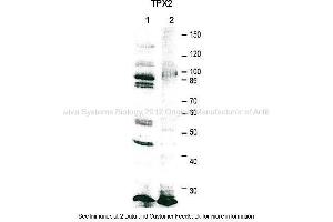Application: Western blotting  Species + Tissue/Cell type: HeLa cell extract 20000 cells/lane, Xenopus laevis egg extract 0. (TPX2 anticorps  (C-Term))