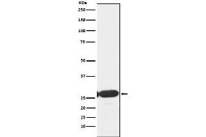 Western blot analysis of ERp29 expression in HepG2 cell lysate.