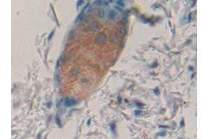 Detection of F7 in Mouse Skin Tissue using Polyclonal Antibody to Coagulation Factor VII (F7)