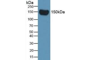 Western Blot; Sample: Rat Serum. (Complement Factor H anticorps  (AA 975-1217))