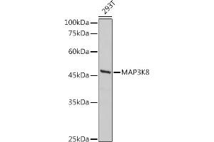 Western blot analysis of extracts of 293T cells, using MK8 antibody (ABIN7268661) at 1:500 dilution. (MAP3K8 anticorps  (AA 1-100))