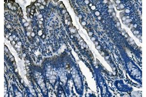 IHC analysis of PI-16/PI16 using anti-PI-16/PI16 antibody (ABIN7601074). (PI16 anticorps  (AA 28-363))