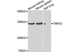 Western blot analysis of extracts of various cells, using TRPS1 antibody. (TRPS1 anticorps)
