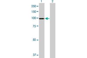 Western Blot analysis of ATP2C1 expression in transfected 293T cell line by ATP2C1 MaxPab polyclonal antibody.