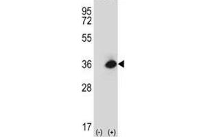 Western blot analysis of Rage antibody and 293 cell lysate (2 ug/lane) either nontransfected (Lane 1) or transiently transfected (2) with the mouse Rage gene.