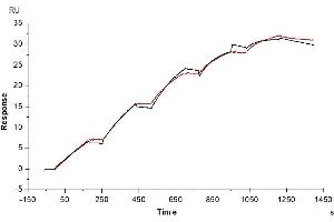 Human VEGF R3, His Tag immobilized on CM5 Chip can bind Human VEGF-C, His Tag with an affinity constant of 0.