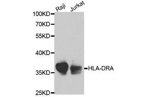 Western blot analysis of extracts of various cell lines, using HLA-DRA antibody. (HLA-DRA anticorps  (AA 26-216))