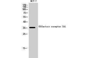 Western Blotting (WB) image for anti-Olfactory Receptor, Family 5, Subfamily A, Member 1 (OR5A1) (C-Term) antibody (ABIN3186143) (OR5A1 anticorps  (C-Term))
