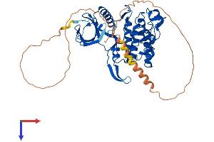 AlphaFold protein structure predicition of Human Recombinant CLK1 Protein, UniprotID P49759