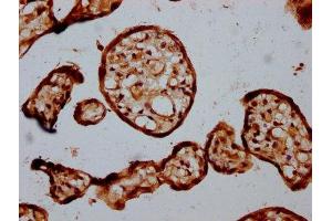 IHC image of ABIN7150607 diluted at 1:300 and staining in paraffin-embedded human placenta tissue performed on a Leica BondTM system.