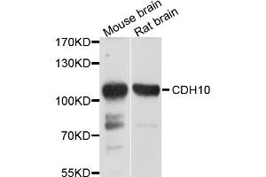Western blot analysis of extracts of various cell lines, using CDH10 antibody (ABIN4903221) at 1:1000 dilution. (CDH10 anticorps)