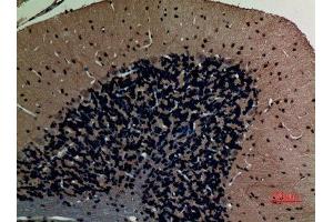 Immunohistochemistry (IHC) analysis of paraffin-embedded Rat Brain, antibody was diluted at 1:100.