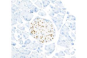 Immunohistochemistry (IHC) image for anti-Transcription Factor MafA (MAFA) (AA 125-175) antibody (ABIN7449538) (Recombinant MAFA anticorps  (AA 125-175))